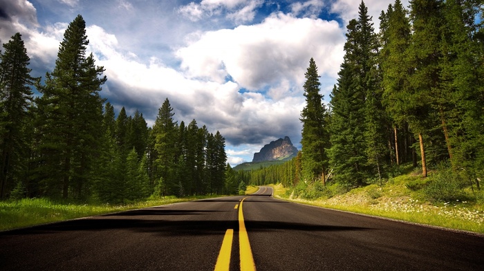 nature, road