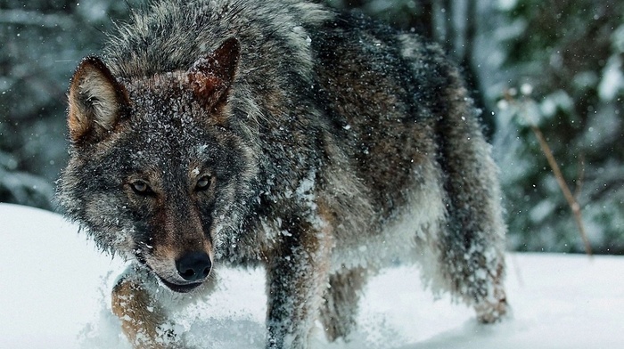 winter, wolf, animals, snow
