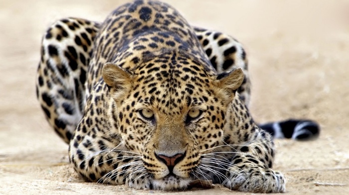 animals