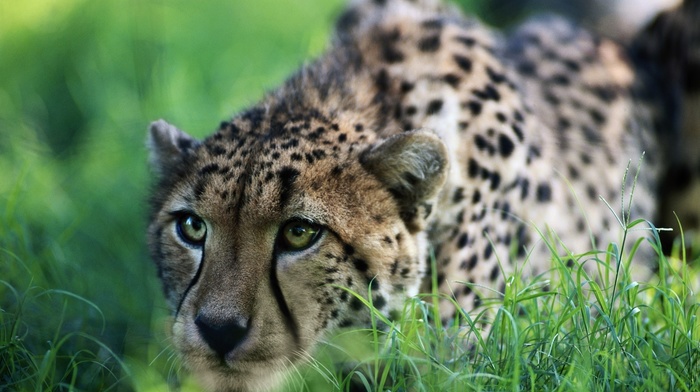 animals