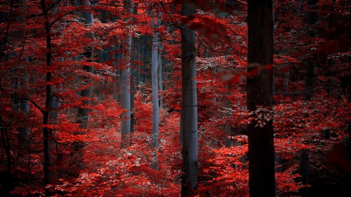 nature, trees, forest