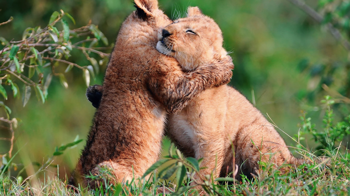 animals