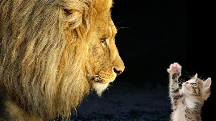 animals