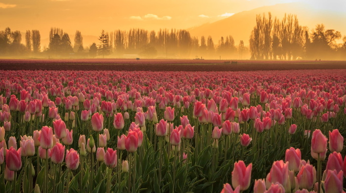field, tulips, nature, flowers