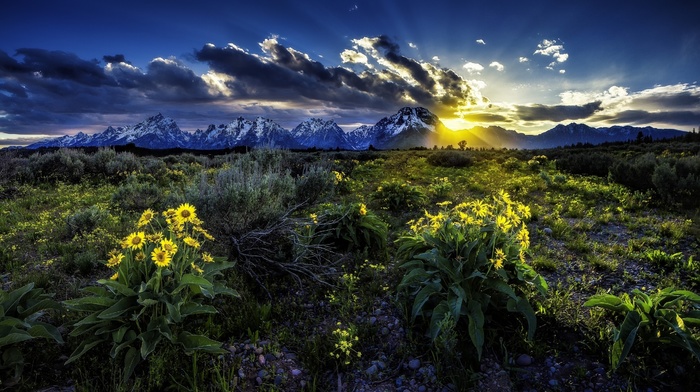 sunset, flowers, sky, nature, mountain