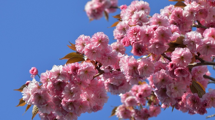 flowers, nature, branch, sakura, spring