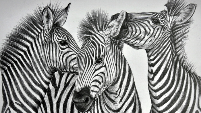 animals