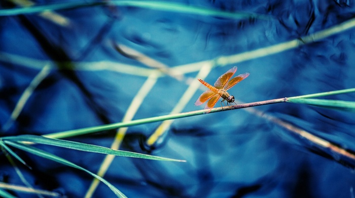 dragonflies, macro, nature, insect