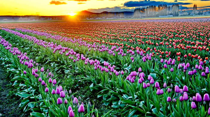 flowers, sunset, nature