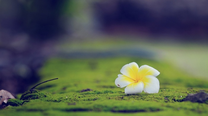 Plumeria, depth of field, nature, flowers, macro