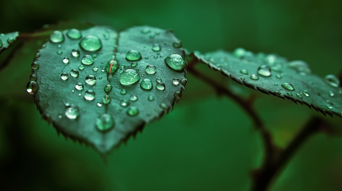 nature, leaves, water drops, macro