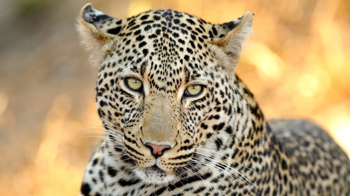 animals, leopard, predator