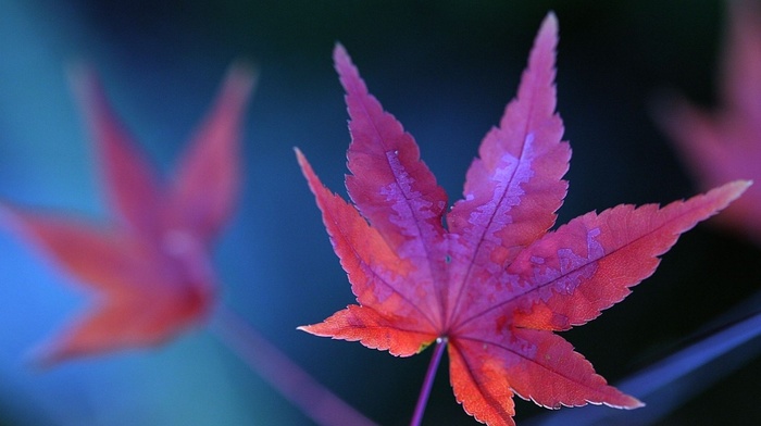 macro, leaves, nature