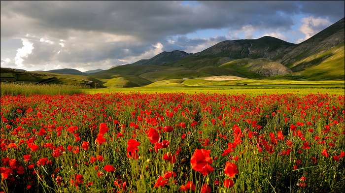 sky, field, mountain, poppies, nature
