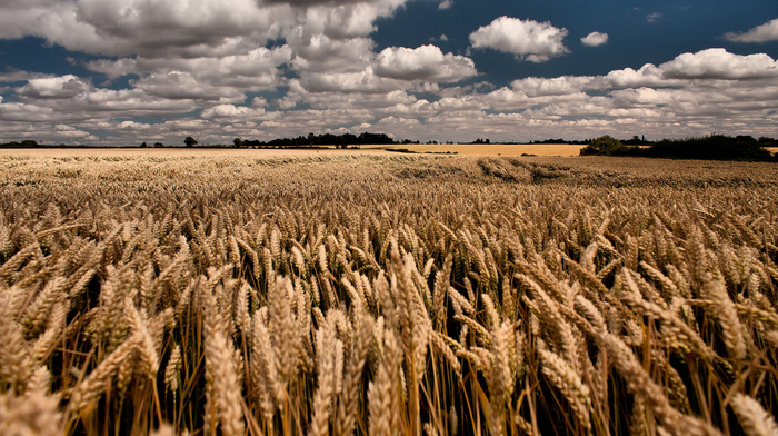 nature, wheat, sky, Ukraine, clouds