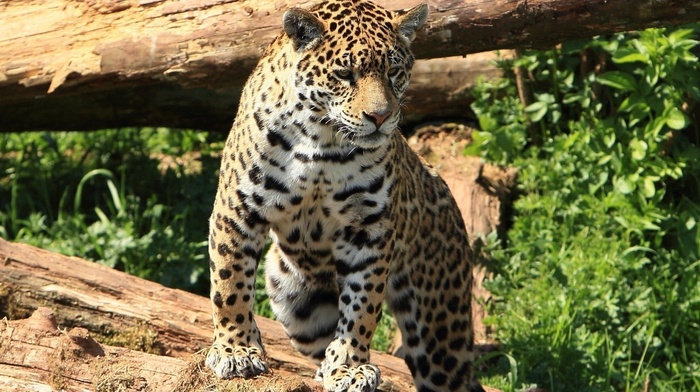 animals