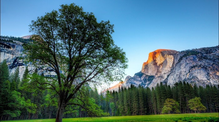 tree, mountain, park, nature, USA