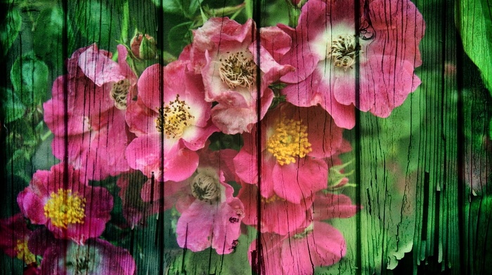 fence, flowers, stunner