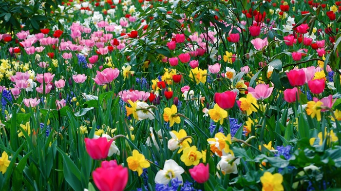 glade, park, spring, flowers