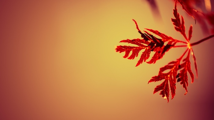 macro, leaves