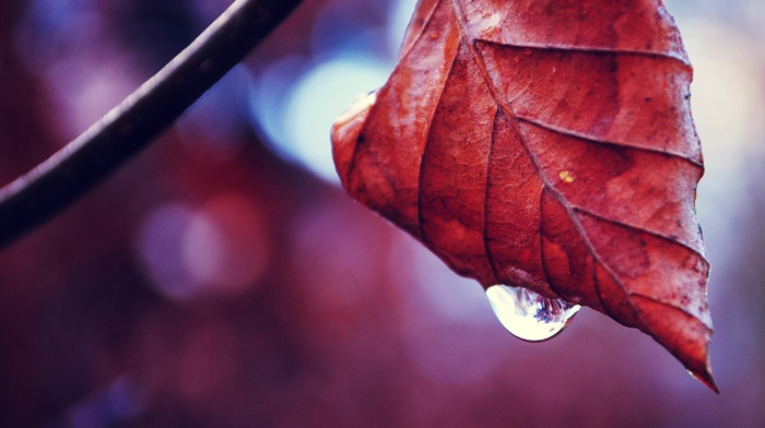 macro, water drops, leaves, nature