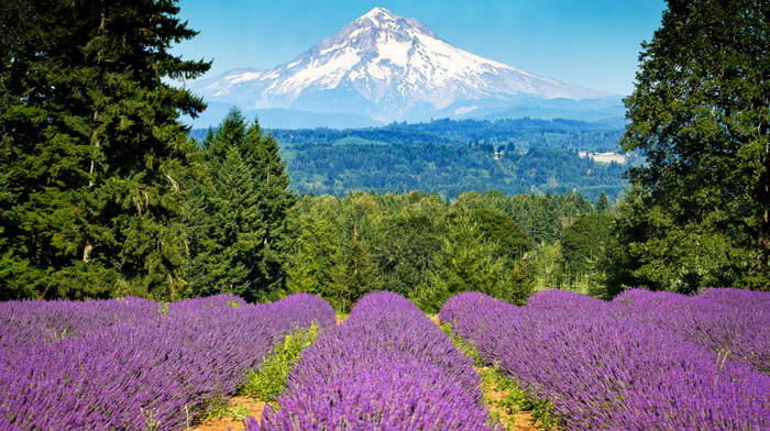 nature, mountain, forest