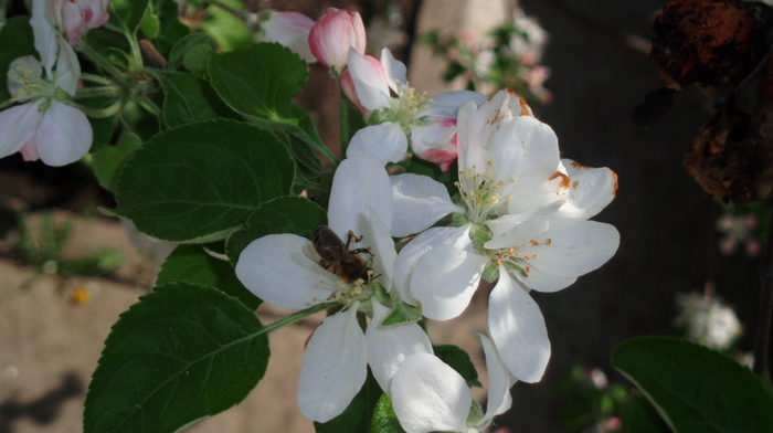 flowers, nature, macro