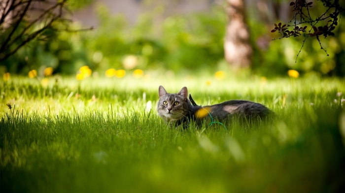 muzzle, beauty, cat, animals, grass, twigs, tree, greenery, eyes, ears, Sun