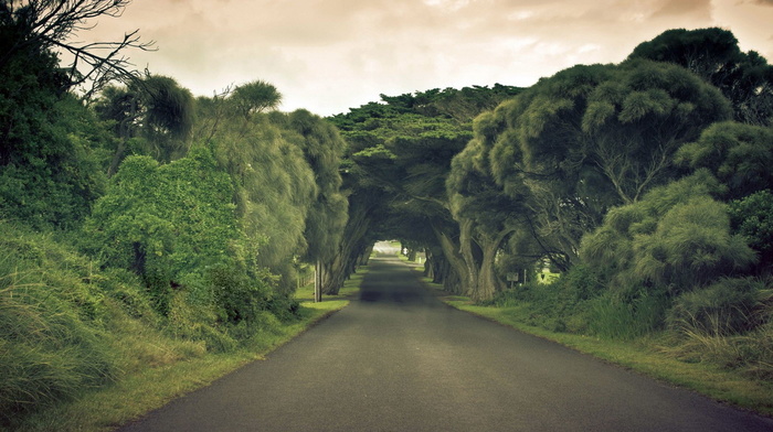 road, trees, greenery, nature, beauty, sky