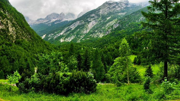 forest, Switzerland, mountain, nature, summer, Alps
