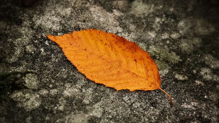 leaves, fall