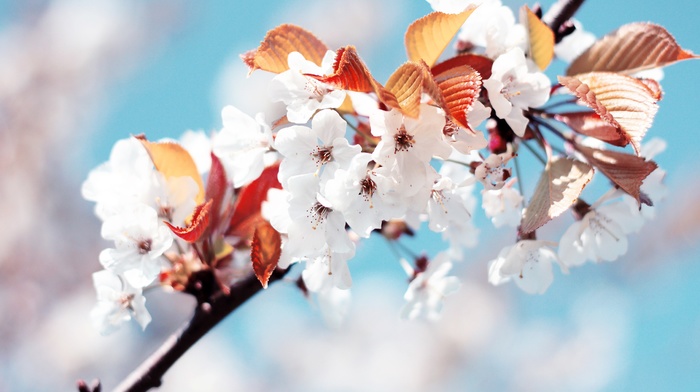 macro, flowers