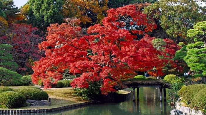 greenery, trees, bushes, red, river, nature, park, beauty