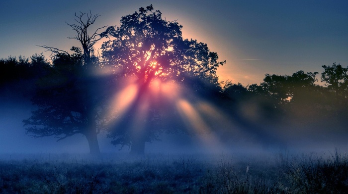 trees, mist, sunrise