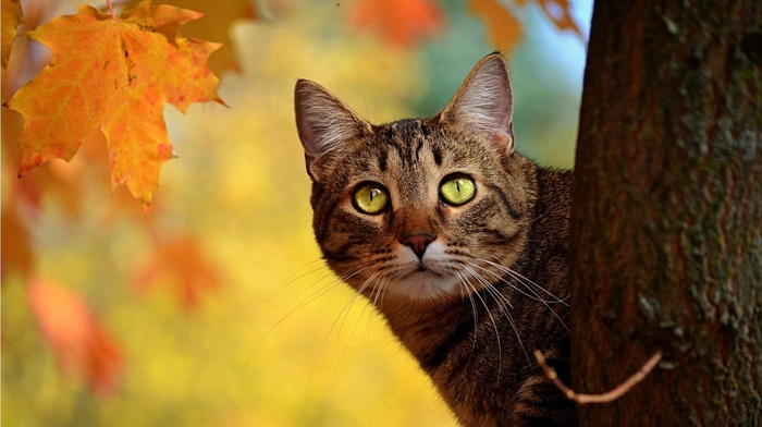 muzzle, animals, beauty, tree, eyes, leaves, ears, autumn, mustache, cat