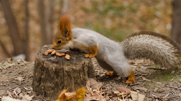 animals, squirrel, tail, autumn, muzzle, ears, beauty, forest