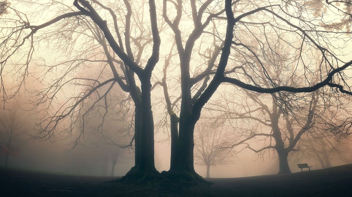 mist, trees