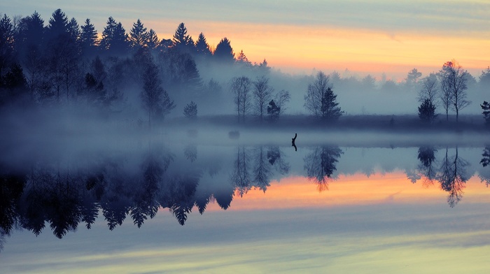 mist, forest, water, trees, sunrise, reflection