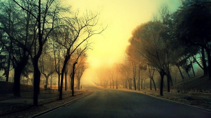 mist, sunset, trees, street