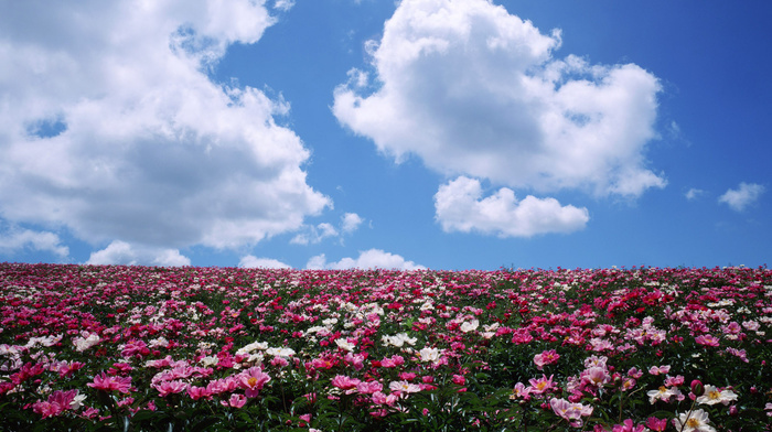 stunner, field, sky, flowers, clouds