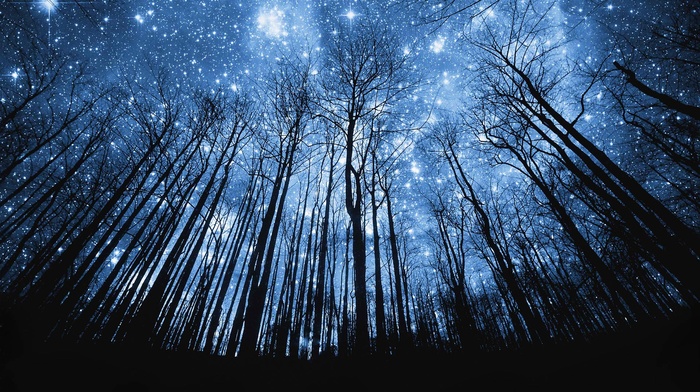 trees, stars, forest