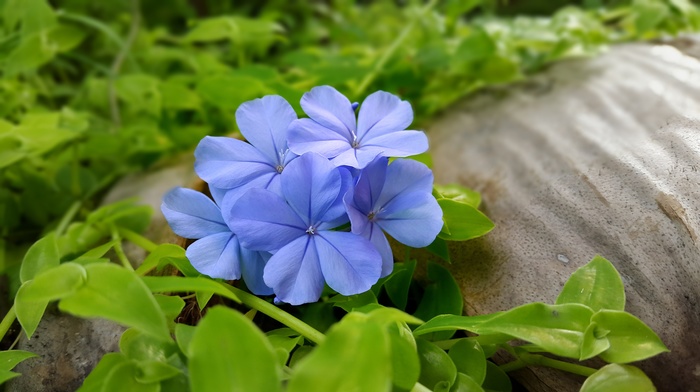 blue flowers, leaves, flowers