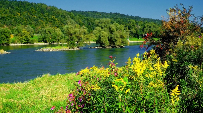 grass, bushes, river, nature, flowers, trees