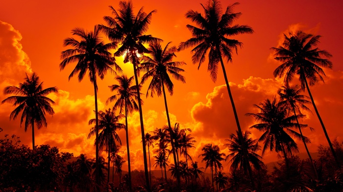 palm trees, summer, nature