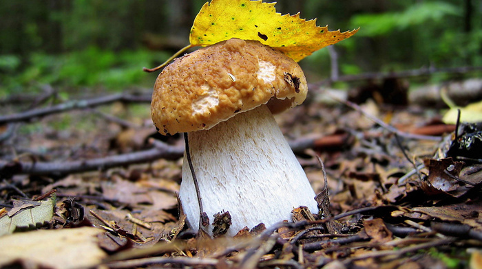 autumn, leaf, white, mushroom