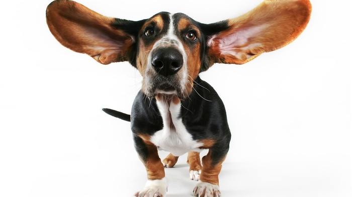 ears, animals