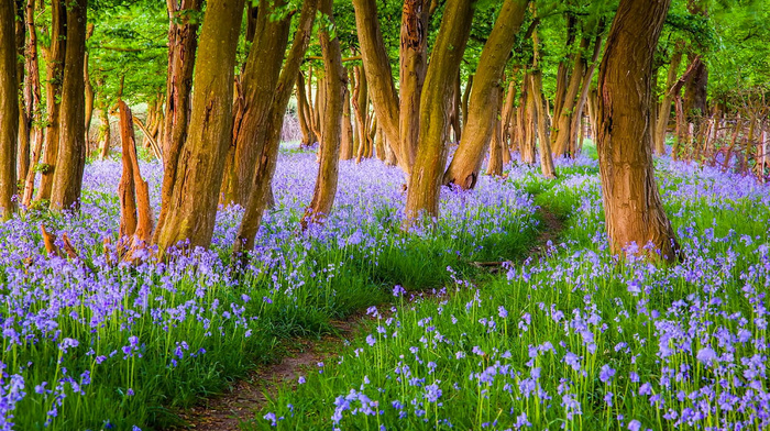 nature, trees, beautiful, England