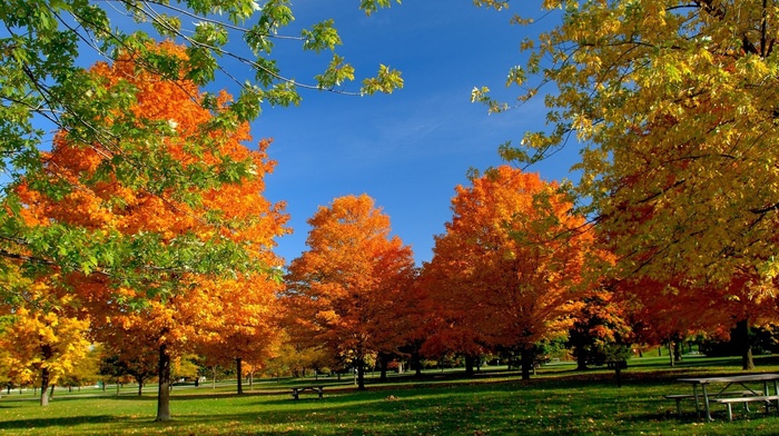 park, grass, sky, autumn, trees, beauty
