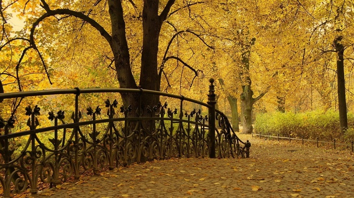 foliage, runway, beauty, autumn, park, trees