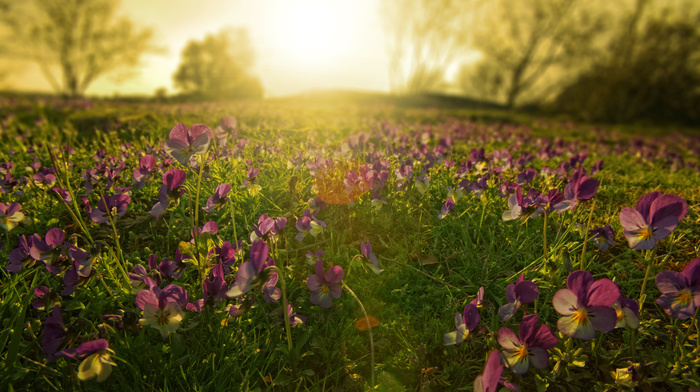 Sun, trees, sunset, spring, nature